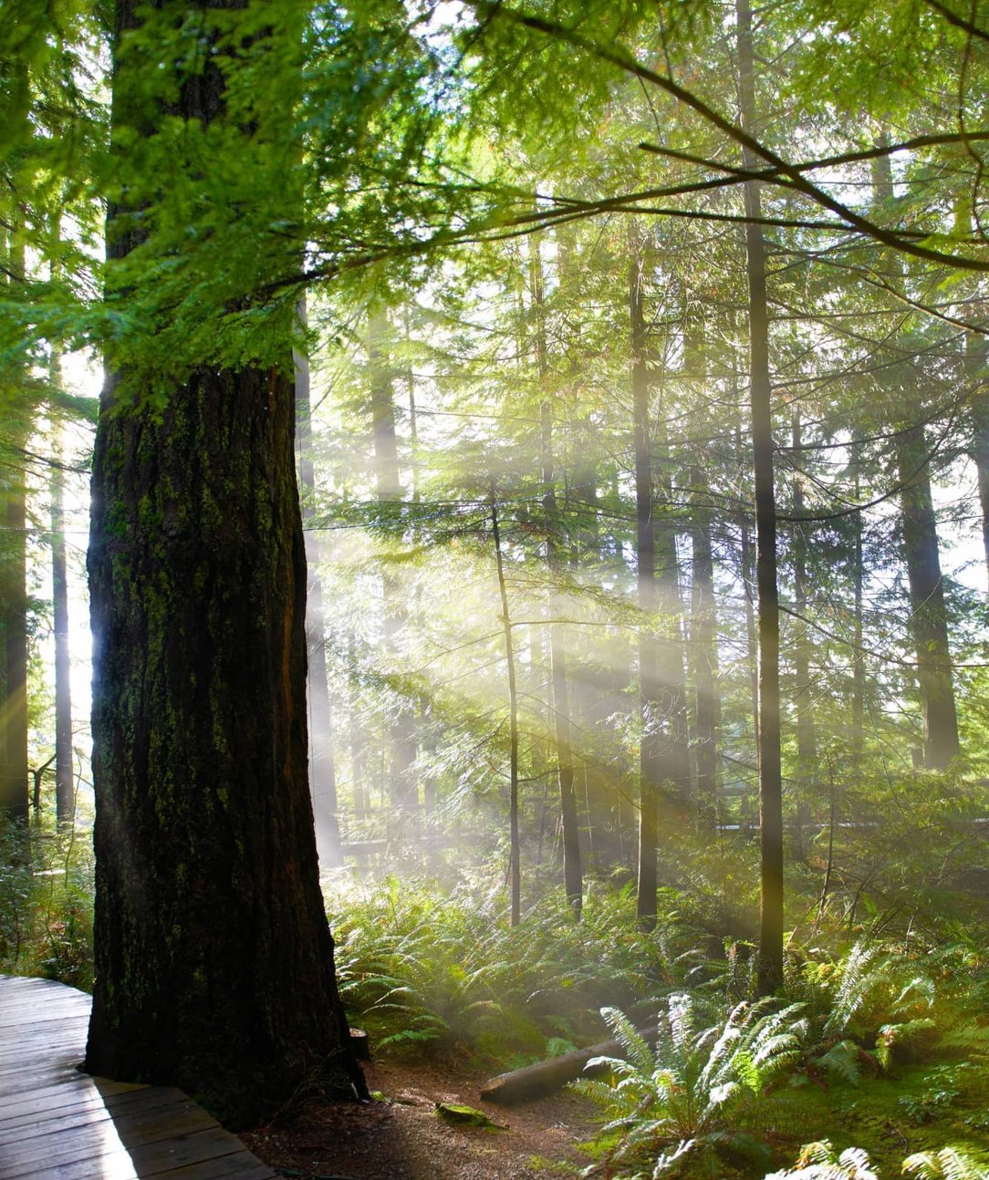 Nature based healing approach
