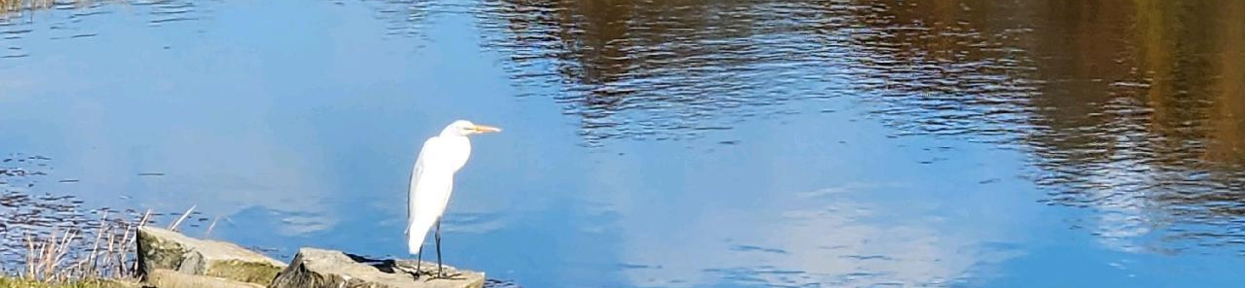 holistic health consultation Lyme mold healing